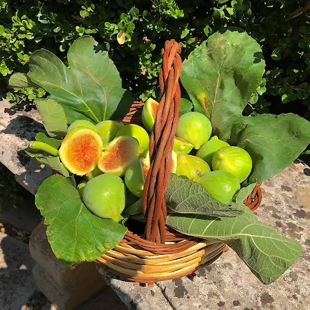 Dimore Storiche - Ulivo Di Aldo