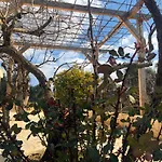 Dimore Storiche - Ulivo Di Aldo Kır Evi Martina Franca