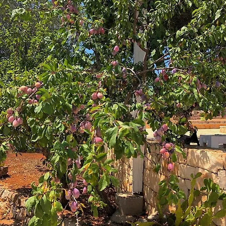 Dimore Storiche - Ulivo Di Aldo